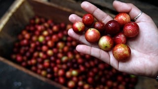 Serfor facilitó S/ 1.9 millones en créditos para productores de ocho regiones