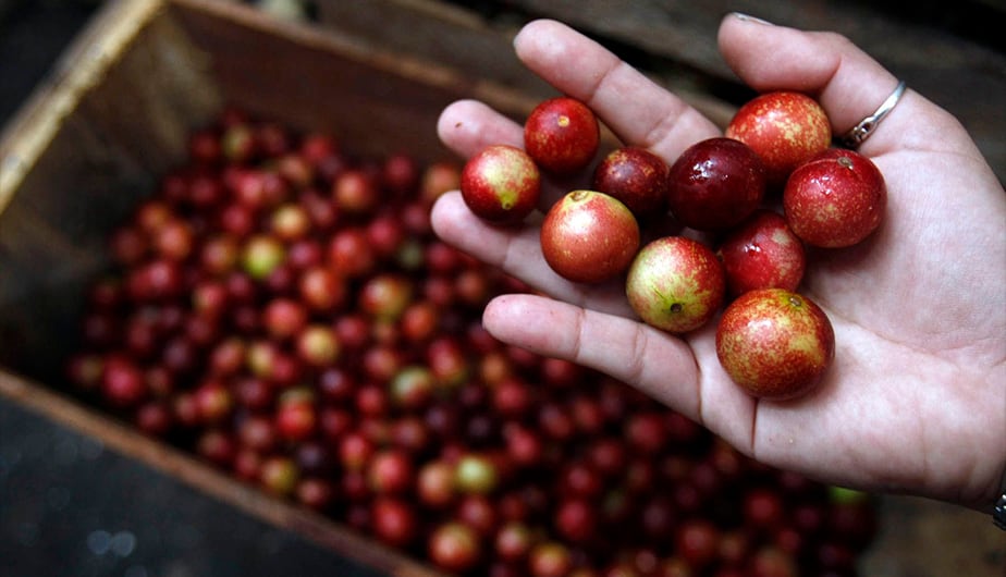 El financiamiento se concentró en productores organizados y comunidades dedicadas al aprovechamiento, transformación y comercialización de productos vinculados a siete cadenas productivas. (Foto: Andina)