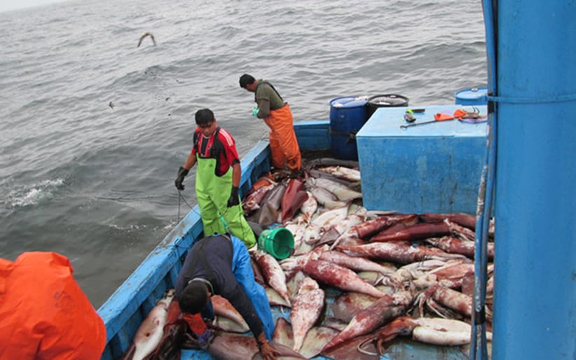 Produce dispuso la reactivación de la captura de calamar gigante en el litoral