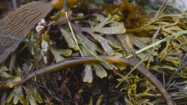 Japoneses demuestran potencial ecológico de las algas