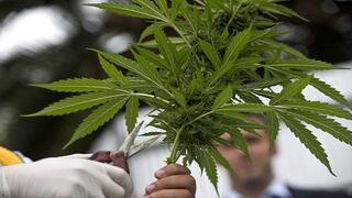 ¿Debe legalizarse el uso medicinal del cannabis (marihuana)?