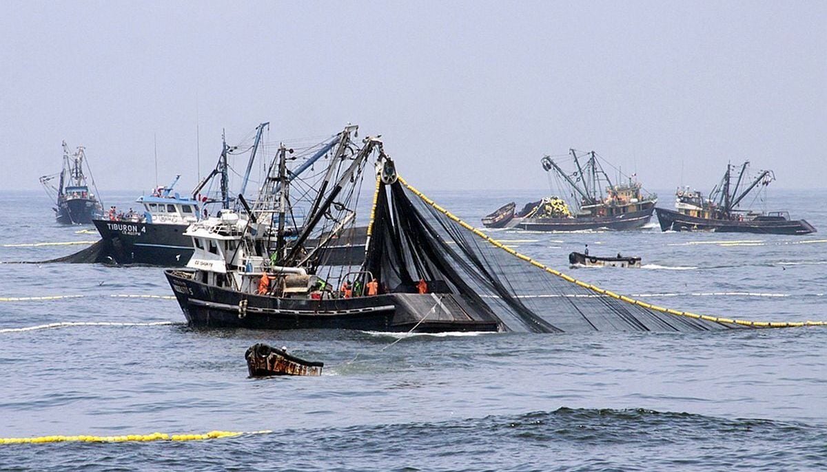 10 de diciembre del 2010. Hace 15 años. Precios de las embarcaciones de pesca se quintuplican.