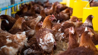 El fuerte impacto de la influenza aviar en la industria avícola nacional