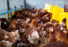 El fuerte impacto de la influenza aviar en la industria avícola nacional
