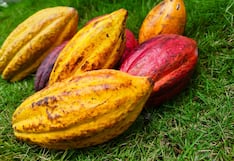 Día Mundial del Cacao: precio se sitúa por encima de los US$ 5,600 por tonelada en España