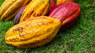Día Mundial del Cacao: precio se sitúa por encima de los US$ 5,600 por tonelada en España