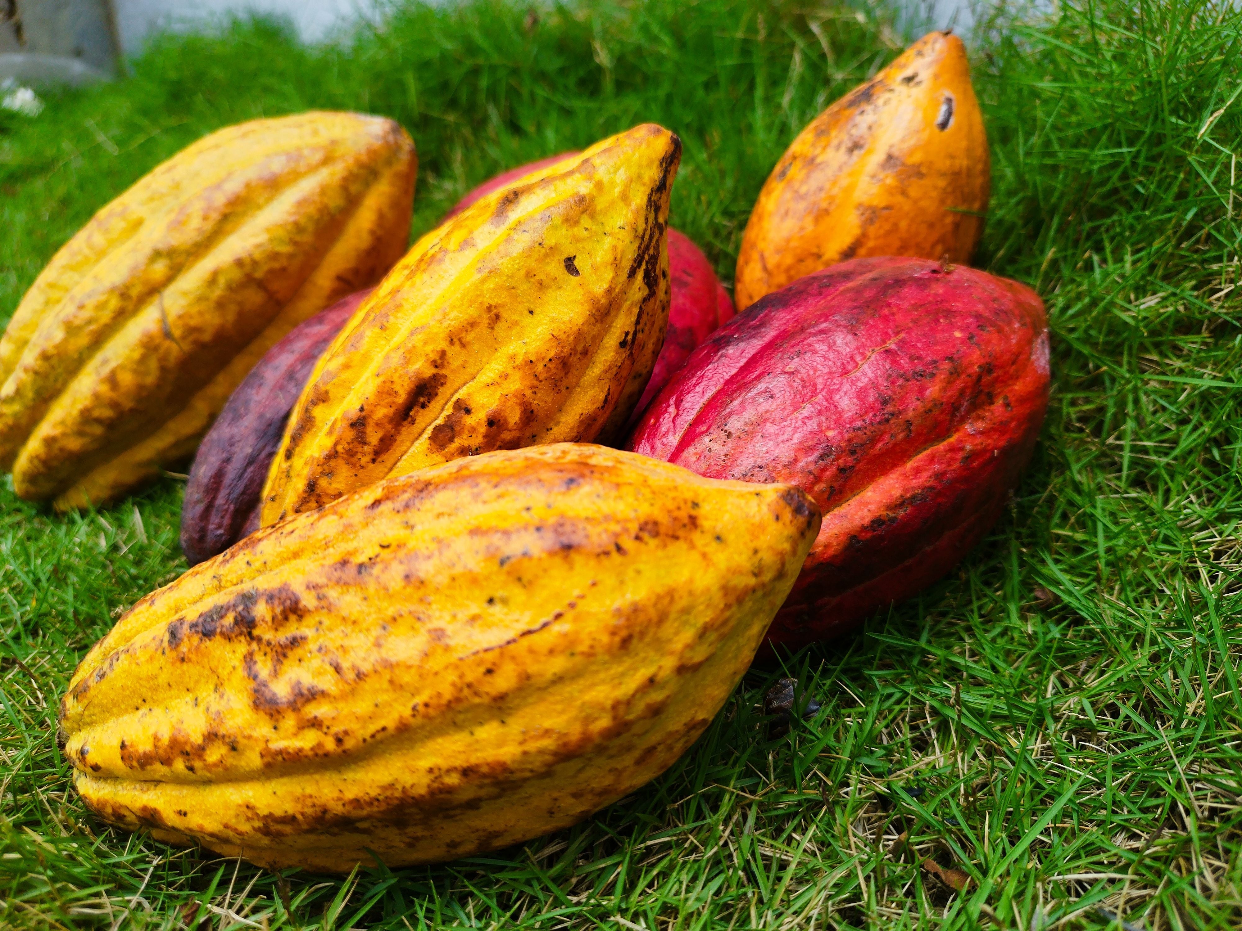 En Costa de Marfil hay regiones productoras que corroboraron menos producción de frutos de lo esperado. Foto: Pexels
