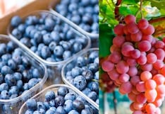 Beta y la apuesta por el arándano y la uva: US$ 120 millones de inversión en camino