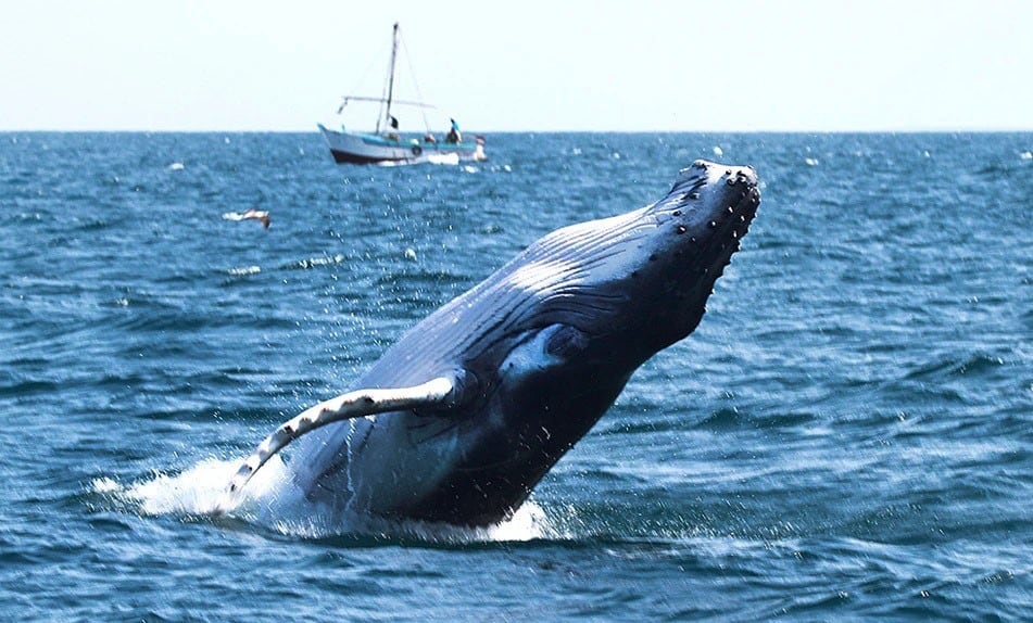Piura: Más de 30 mil turistas llegarán a la región durante temporada de avistamiento de ballenas. Fotógrafo: Arturo Bullard