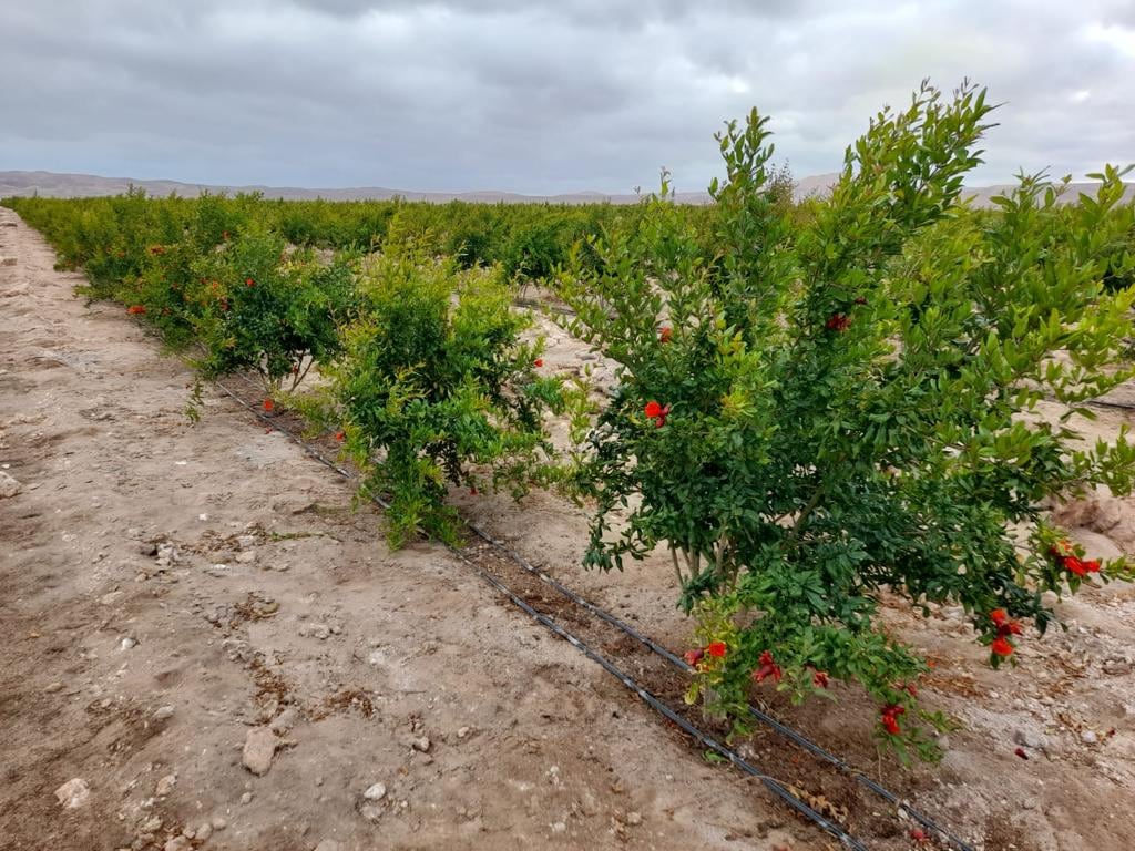 Los buenos precios de la última campaña de granadas y las perspectivas de que la tendencia se mantenga ha despertado mayor interés en los agricultores del sur.