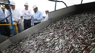 Perú pesca menos anchoveta que Chile en zona sur: piden flexibilizar restricción