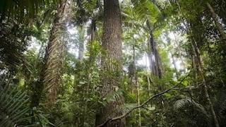 Serfor: Leyes y sanciones más duras ayudan a reducir área de deforestación