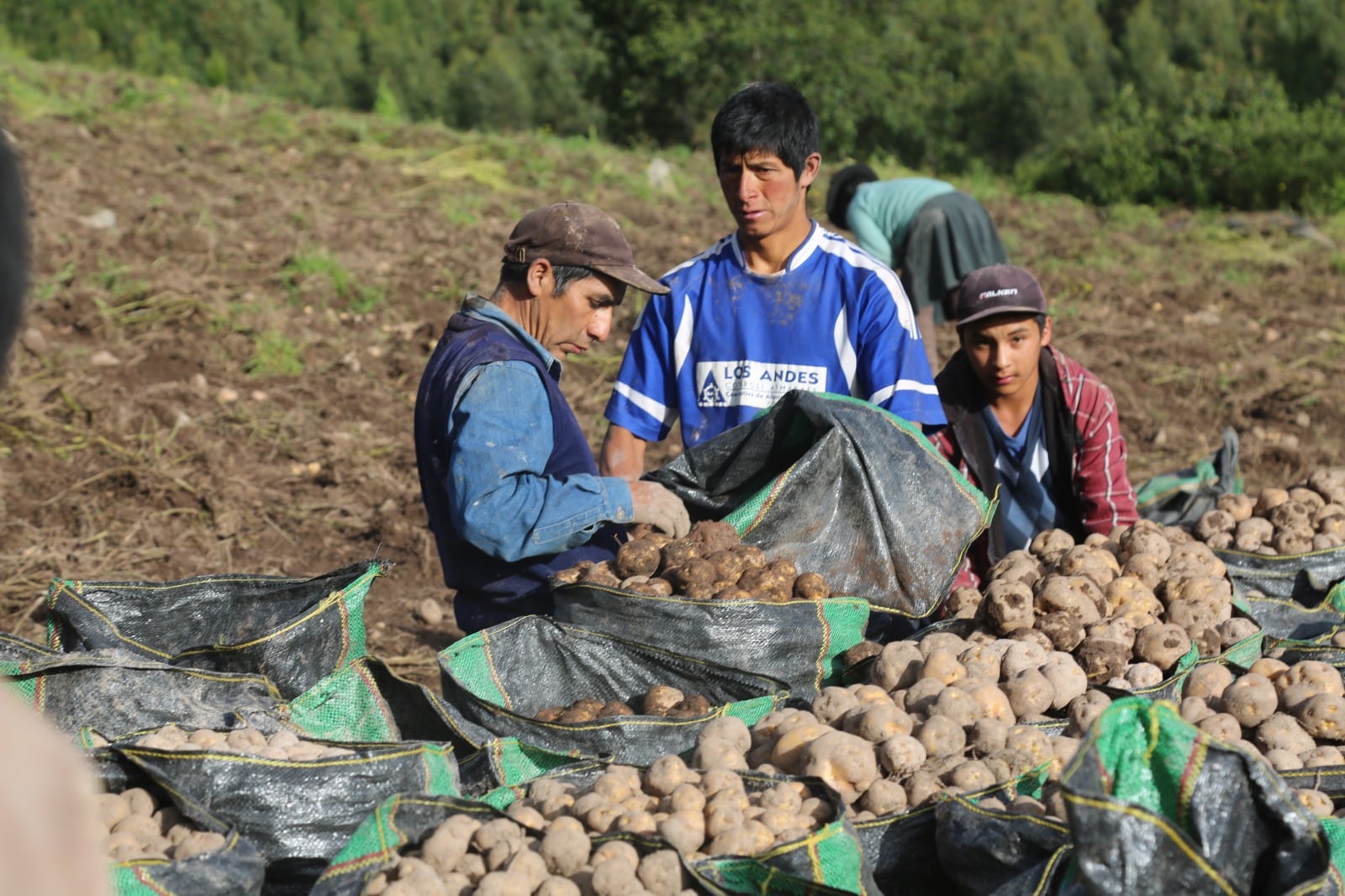 Siembra de papa: plagas podrían afectar su cultivo en algunas regiones hasta octubre
