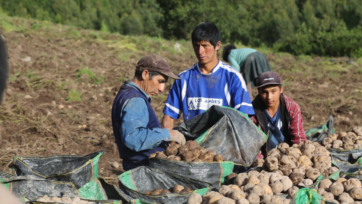 Siembra de papa: plagas podrían afectar su cultivo en algunas regiones hasta octubre