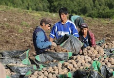 Siembra de papa: plagas podrían afectar su cultivo en algunas regiones hasta octubre