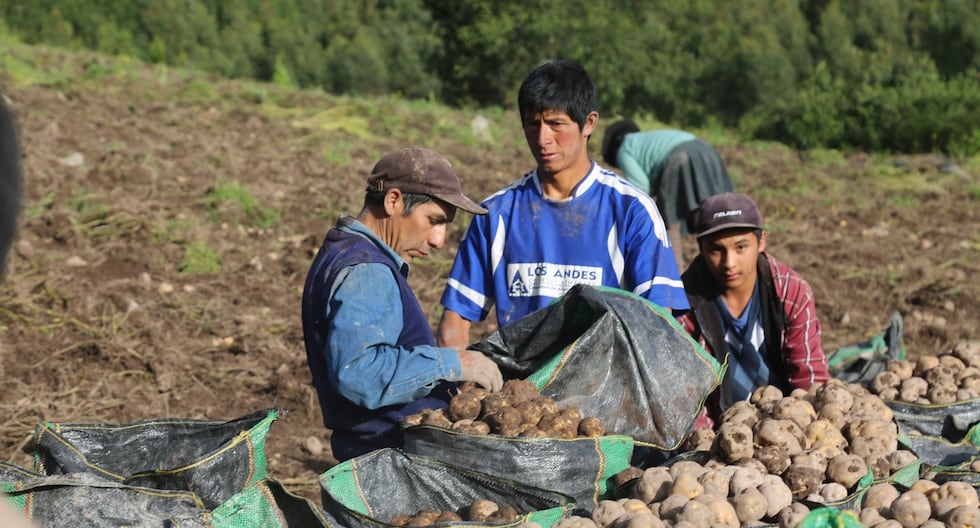 El Niño y la papa en Perú: riesgos climáticos y recomendaciones