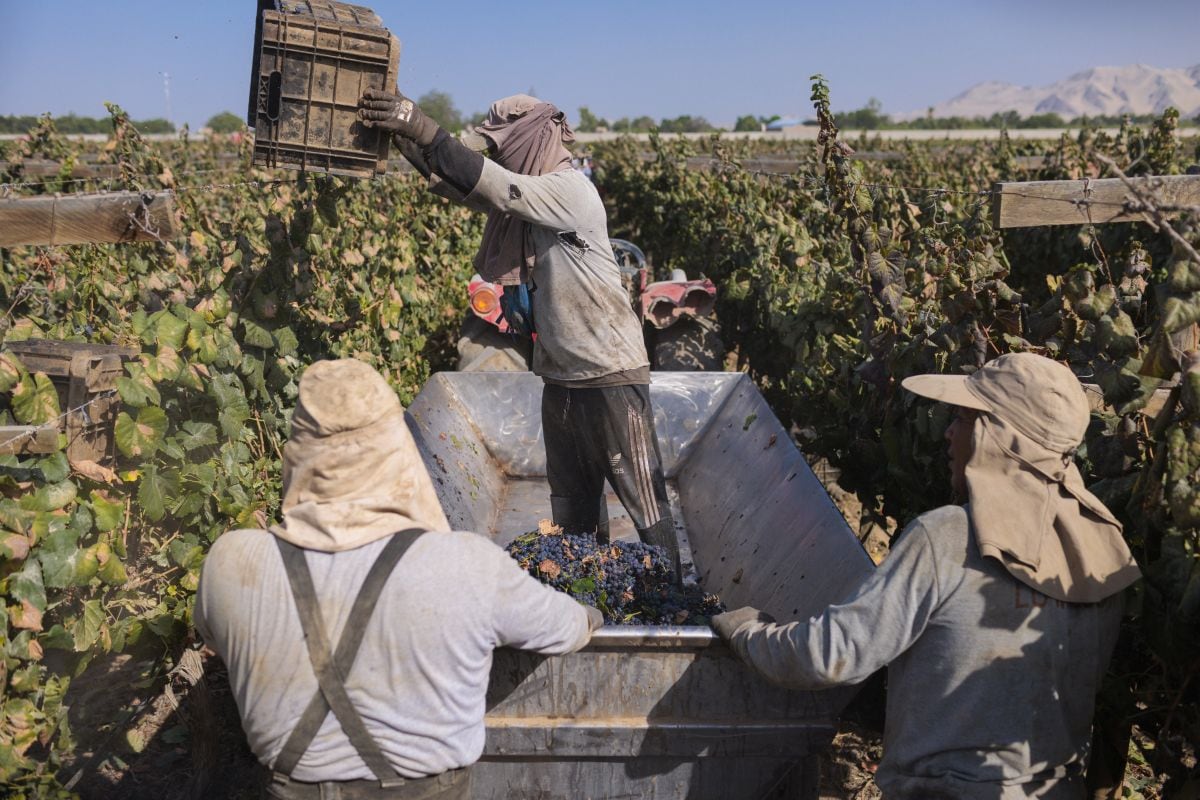 Productores peruanos apuestan por diversificar mercados para impulsar las exportaciones de pisco. FOTOS RICHARD HIRANO