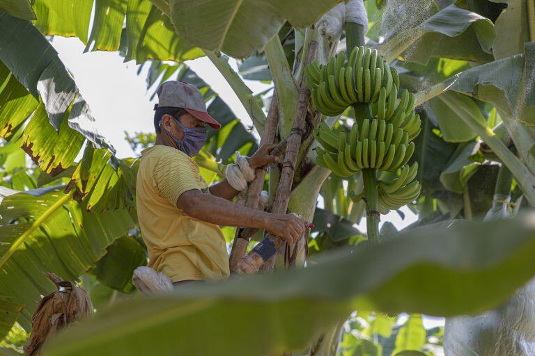 El nuevo seguro busca proteger la inversión en los cultivos ante daños por efectos climáticos como las heladas o inundaciones, sobre todo de cara a un posible nuevo fenómeno de El Niño. Foto: Agrobanco.