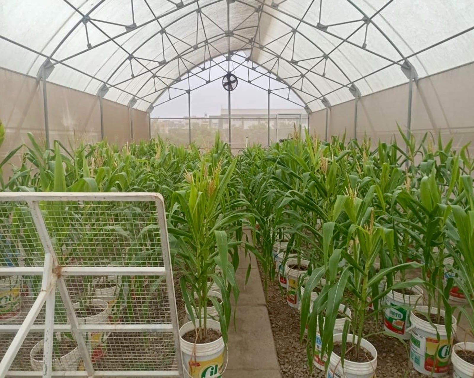 El fertilizante demostró que puede aumentar la disponibilidad de nutrientes esenciales, elevar la calidad y rendimiento de los cultivos, etc. Foto: Midagri