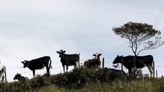 La OIE declara Perú y Surinam libres de aftosa sin vacunación