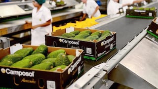 Camposol inicia cosecha de palta en Piura y continuará en La Libertad