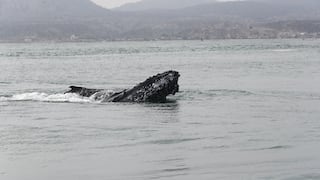 Perú se suma a cooperación internacional para crear cuentas oceánicas y medir PBI marítimo