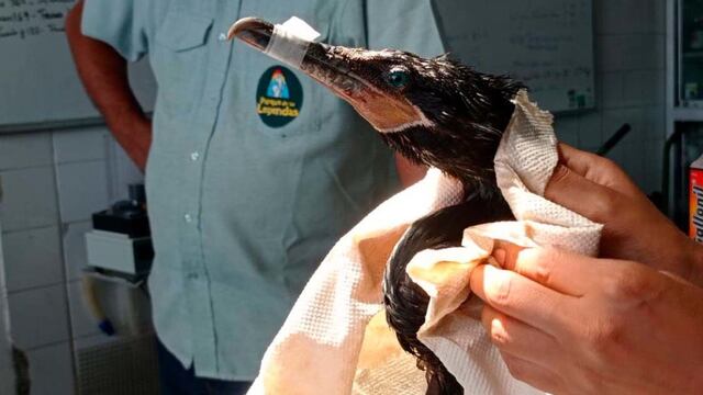 Derrame: Sernanp registró 953 aves cubiertas de petróleo en áreas protegidas