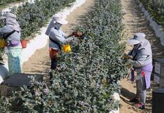 Nueva ley agraria: MEF advierte que impacto fiscal será de más de S/1,800 millones