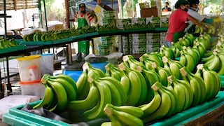 Bananeros renovarán 100% de sus plantaciones para aumentar productividad