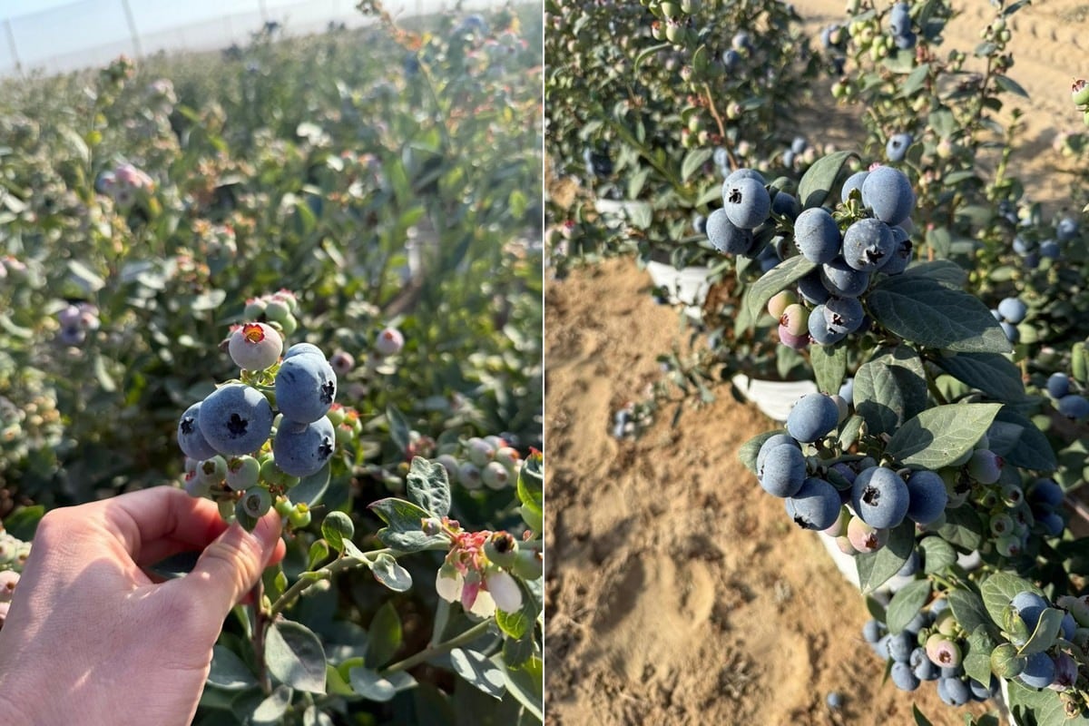 Frutical inició operaciones en 2021 con un enfoque en la exportación de productos frescos, principalmente palta y arándano orgánico.