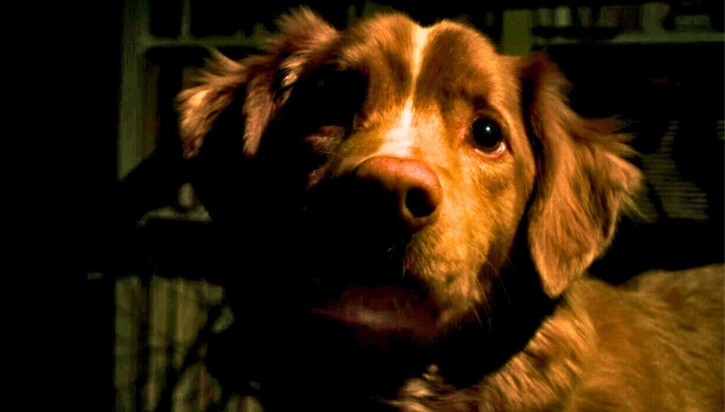 "Good Boy" es una película de terror con un guion a cargo de Alex Cannon y Ben Leonberg (Foto: What's Wrong With Your Dog)