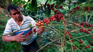 Producción de café también enfrenta panorama adverso: estos son los dos motivos