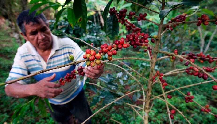 A la fecha la plaga de la roya amarilla afectó el 26% del actual parque cafetero en producción, estimado en 380,000 hectáreas. (Foto: Andina)