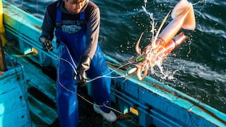 Produce cede a reclamos de pescadores de pota y aprueba nueva cuota de pesca