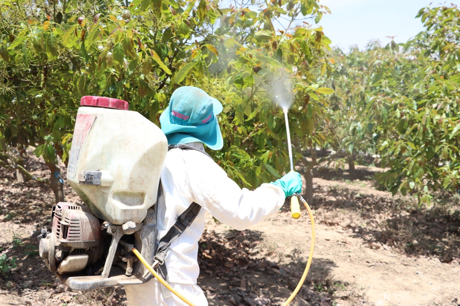 El glifosato representa cerca del 40% de los herbicidas utilizados en el agro peruano. Foto: difusión