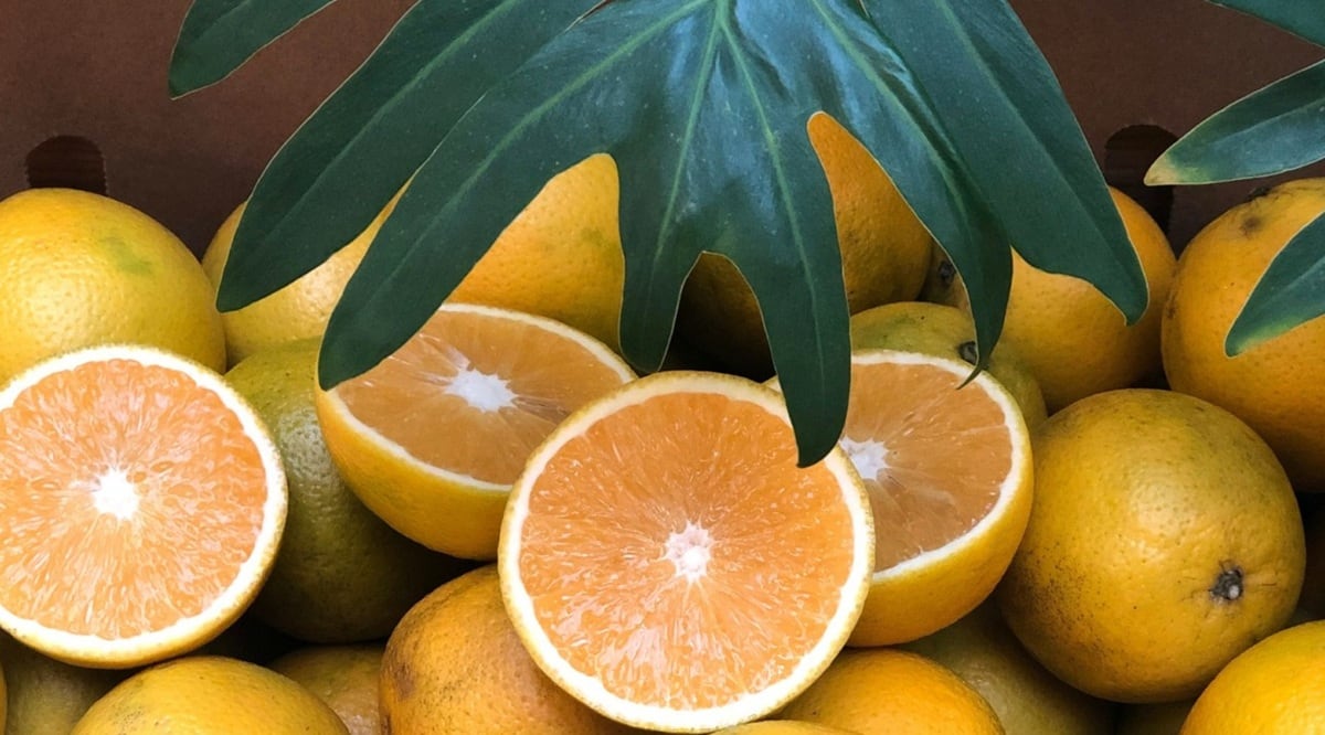 Kivinaki ingresa a Europa con naranjas orgánicas de Chanchamayo en alianza con la empresa holandesa Eosta (Foto: Eosta).