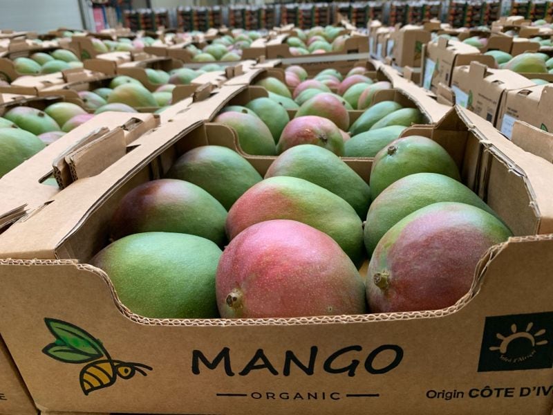 BeFair Bio comercializa fruta orgánica en Europa desde su oficina en Países Bajos y opera directamente en Perú, donde gestiona un campo de mango en Piura y trabaja con productores locales. (Foto: BeFair Bio).