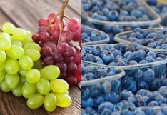 Camposol y Ecosac dominan la exportación de la uva peruana: ¿Quiénes más compiten?