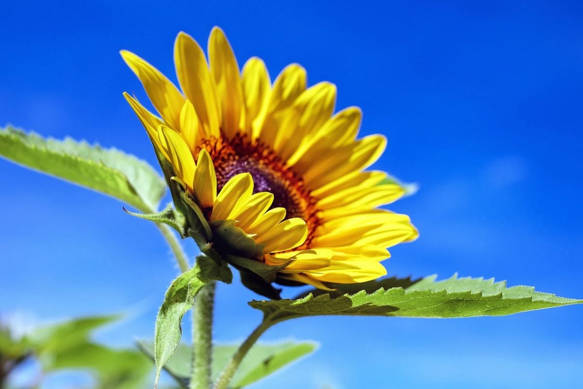 Regalar flores amarillas se ha convertido en una tendencia (Foto: Pixabay)