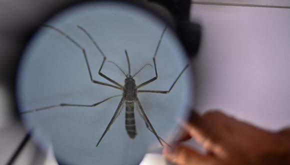 La crisis climática y la mayor movilidad acelerarán la expansión del dengue. Foto: EFE