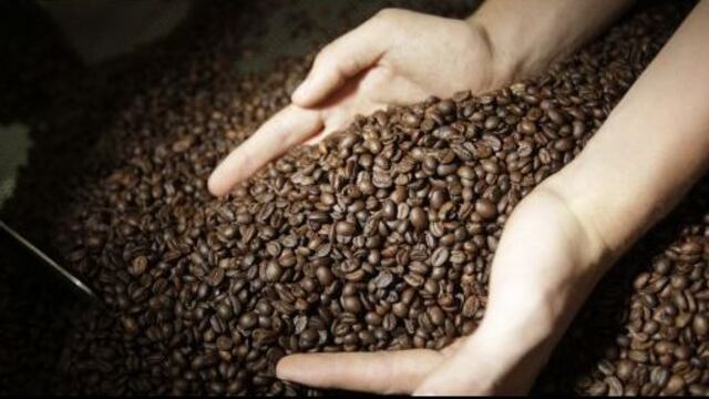 Prevén que clima mantendrá condiciones favorable para el café en los próximos meses