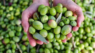 Santolivo Group diversificará su oferta de aceitunas y aceite de oliva