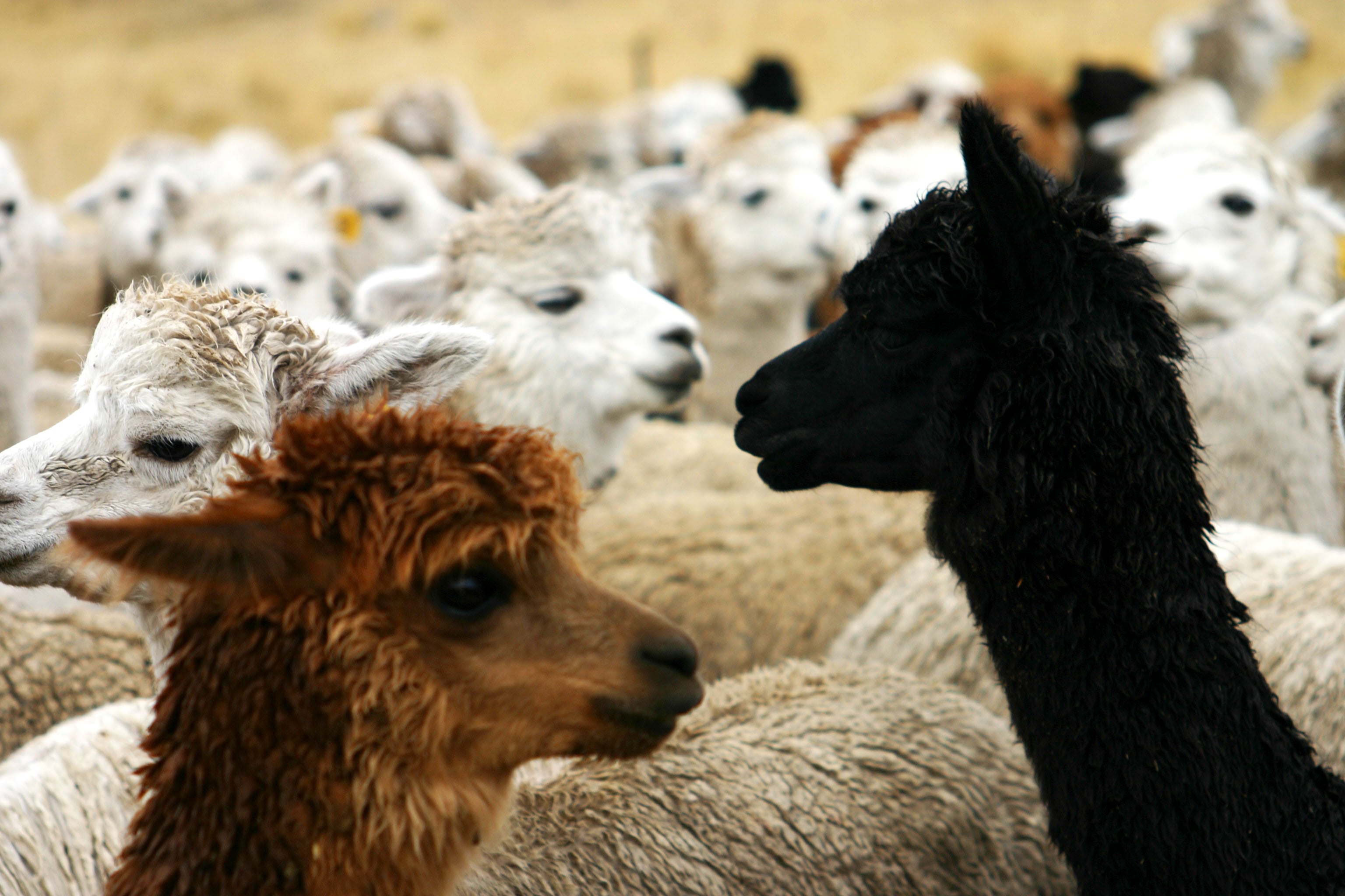 Las líneas de alpaca ultrafina buscan posicionarse en segmentos de mayor valor agregado. (Foto: Inca Tops)