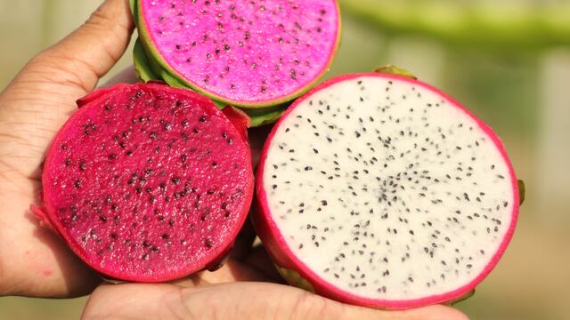 Pitahaya peruana camino al “boom”: buscan ingresar al mercado de EE.UU. y Asia