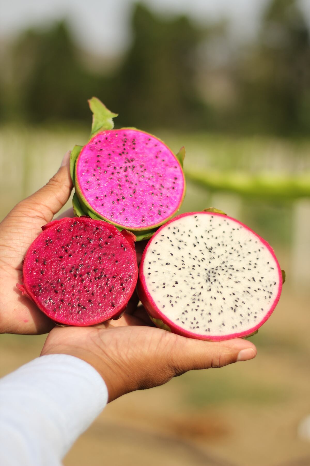 Pitahaya tiene buenas expectativas para el mercado. (Foto: Agroindustrias Baleno).