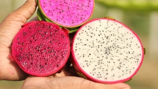 Pitahaya peruana camino al “boom”: buscan ingresar al mercado de EE.UU. y Asia