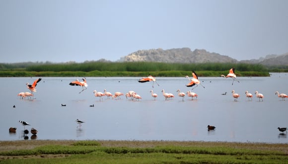Los humedales de Ite albergan más de 150 especies de aves entre residentes y migratorias.