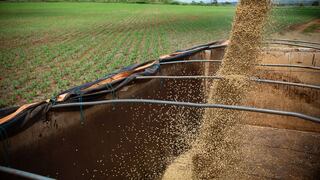 Importante agricultor brasileño reduce fertilizantes por escasez