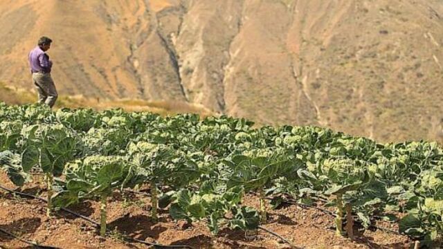 Minagri: La producción agropecuaria creció 1.7% entre enero y setiembre