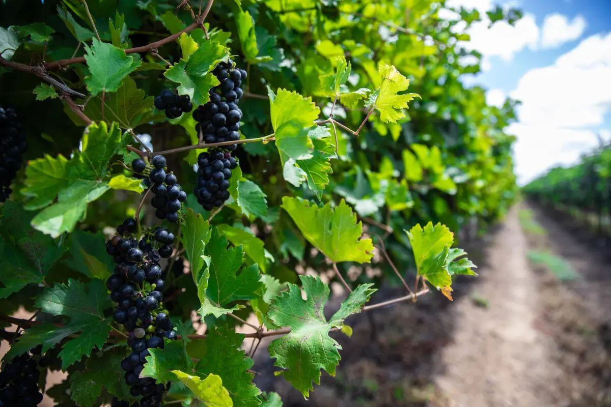 El impacto económico de una mala cosecha en Europa puede ser catastrófico por ser la única.(Foto: EFE)